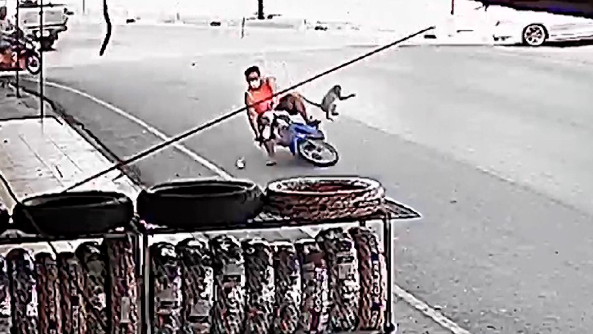 Drzý makak v Thajsku sejmul na ulici motocyklistu během jízdy